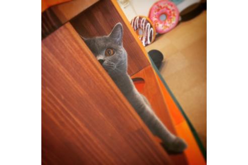 販売中のブリティッシュショートヘアの親猫